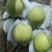沃吉鲜赵县雪花梨果型好、果面特别干净，青白色，