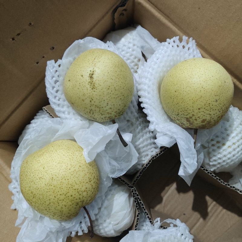 沃吉鲜赵县雪花梨果型好、果面特别干净，青白色，