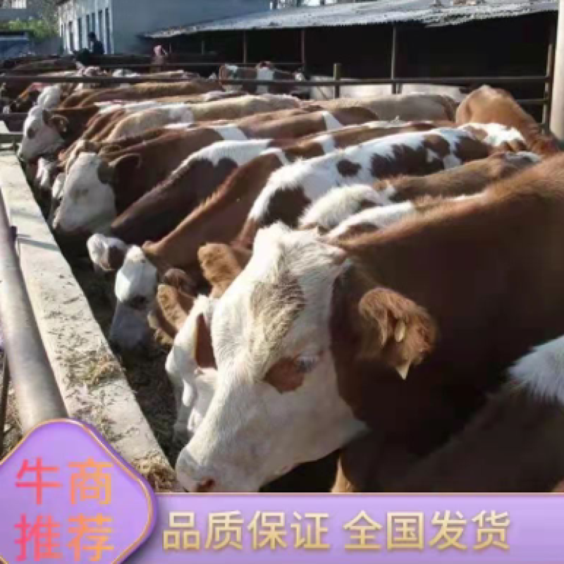 西门塔尔种牛免费提供技术指导全国包运输包回收好饲养