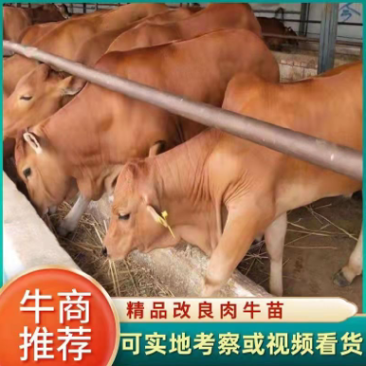 肉牛苗改良肥牛好饲养包技术包成活免费运输买十送二