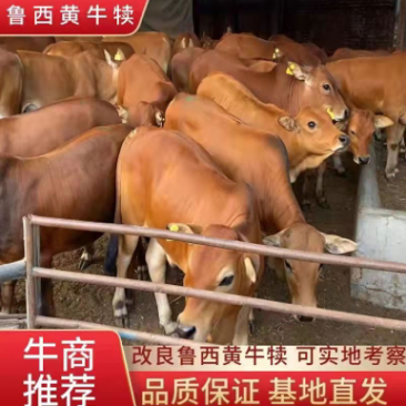 改良鲁西黄牛犊基地直销全国免费运输包成活包回收