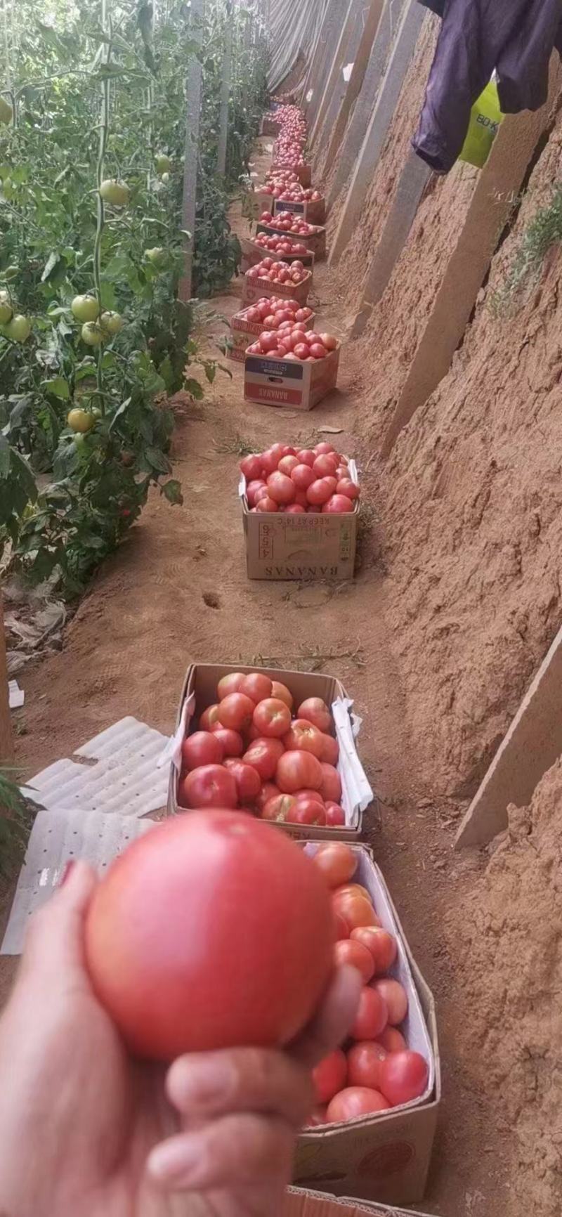 西红柿苗齐大利瑞粉一口抗病毒硬粉普罗旺斯草莓番茄
