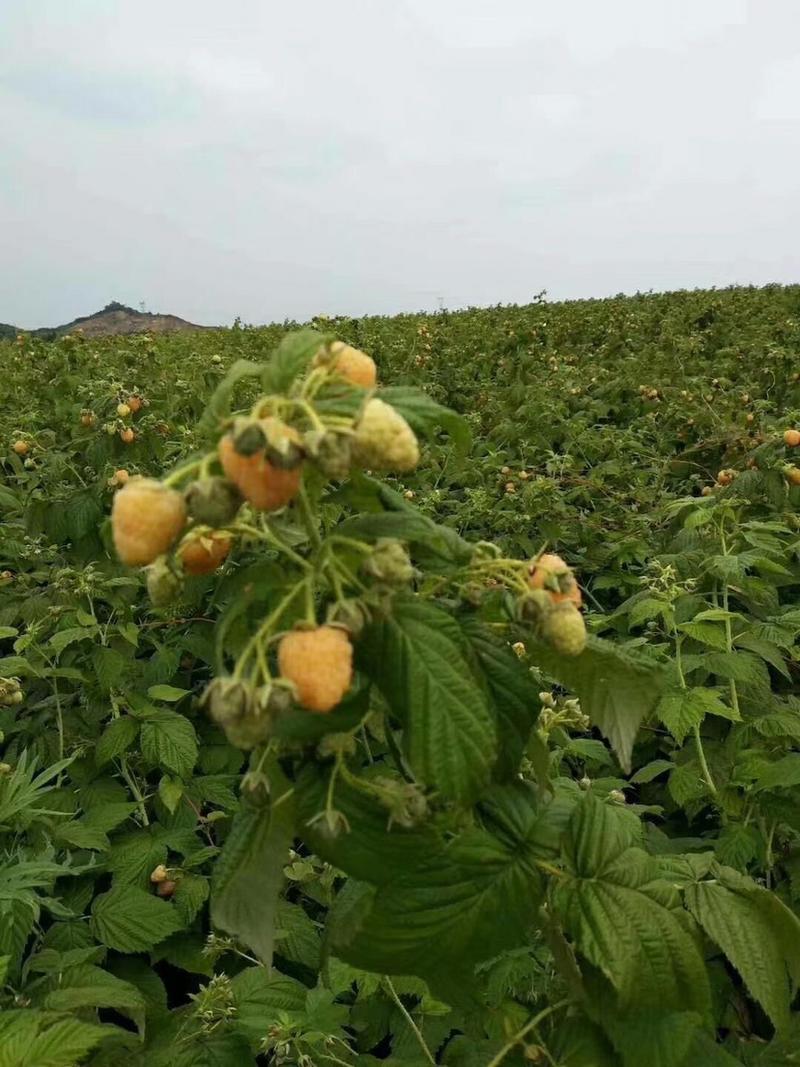 树莓苗黄树莓苗双季树莓苗果期长产量高南北方均可种植