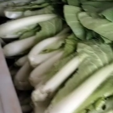 白菜