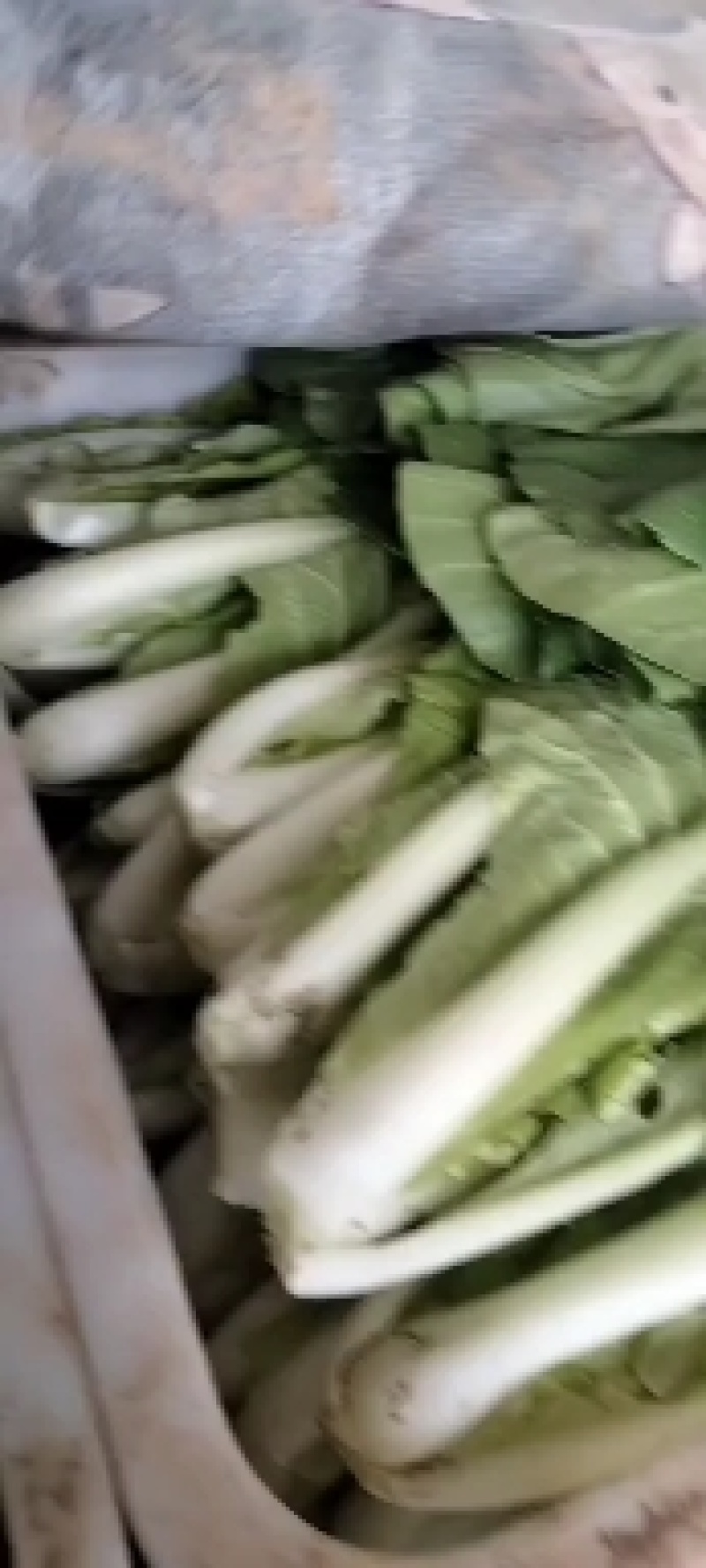 白菜