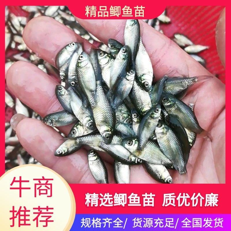 鲫鱼苗湘云鲫鱼苗，量大质优，价格优惠，垂钓用鱼