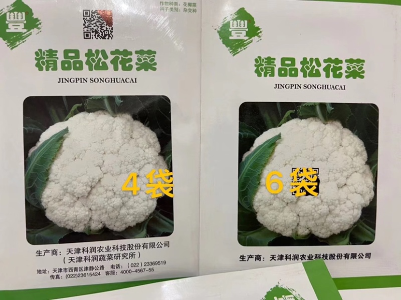 耐热松花菜种子青玉等品种