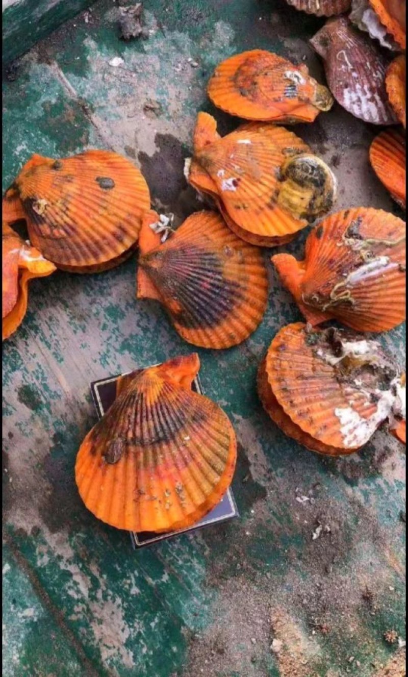 黄金贝鲜活水产粉丝扇贝烧烤清蒸全国发货
