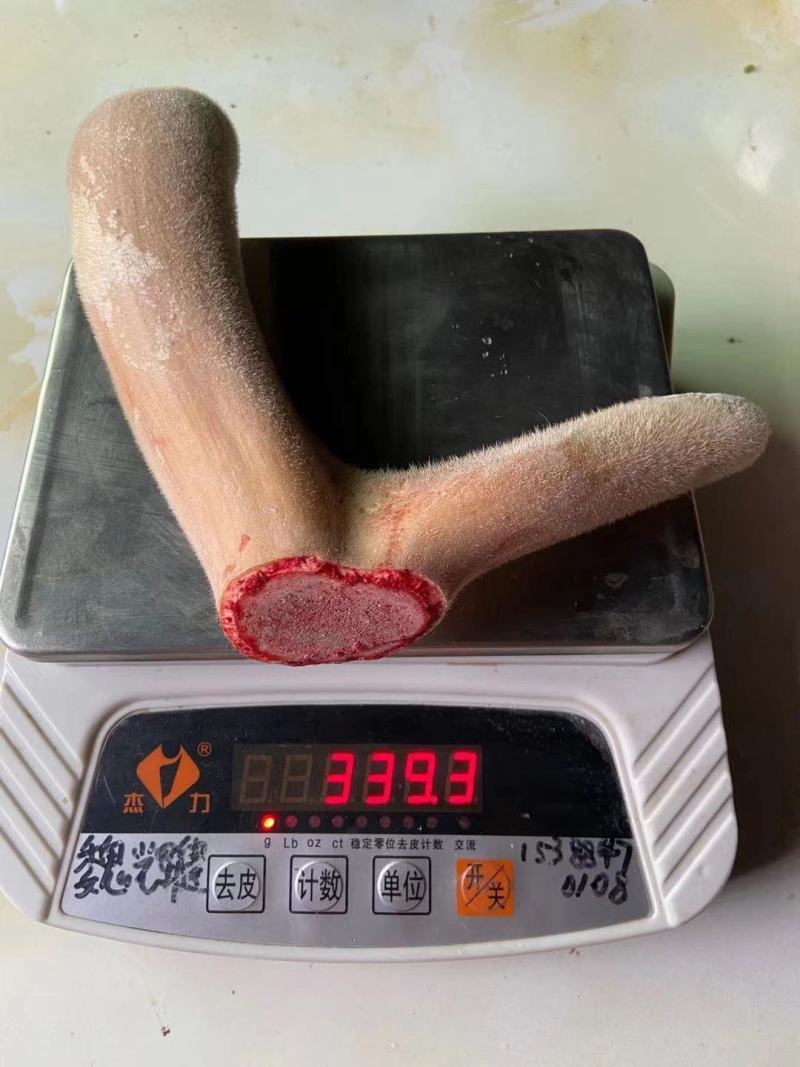 【精品鹿茸鹿场直销】带血鹿茸，含血充足野草饲养
