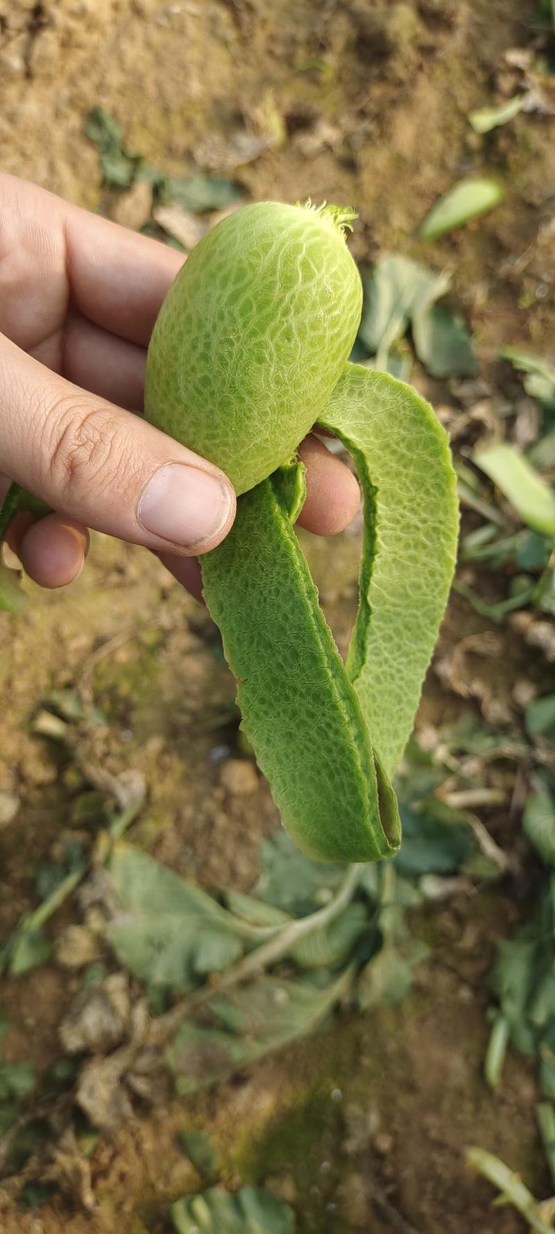 水果萝卜大量供应山东济南青萝卜青皮青瓤箱装袋装质量好