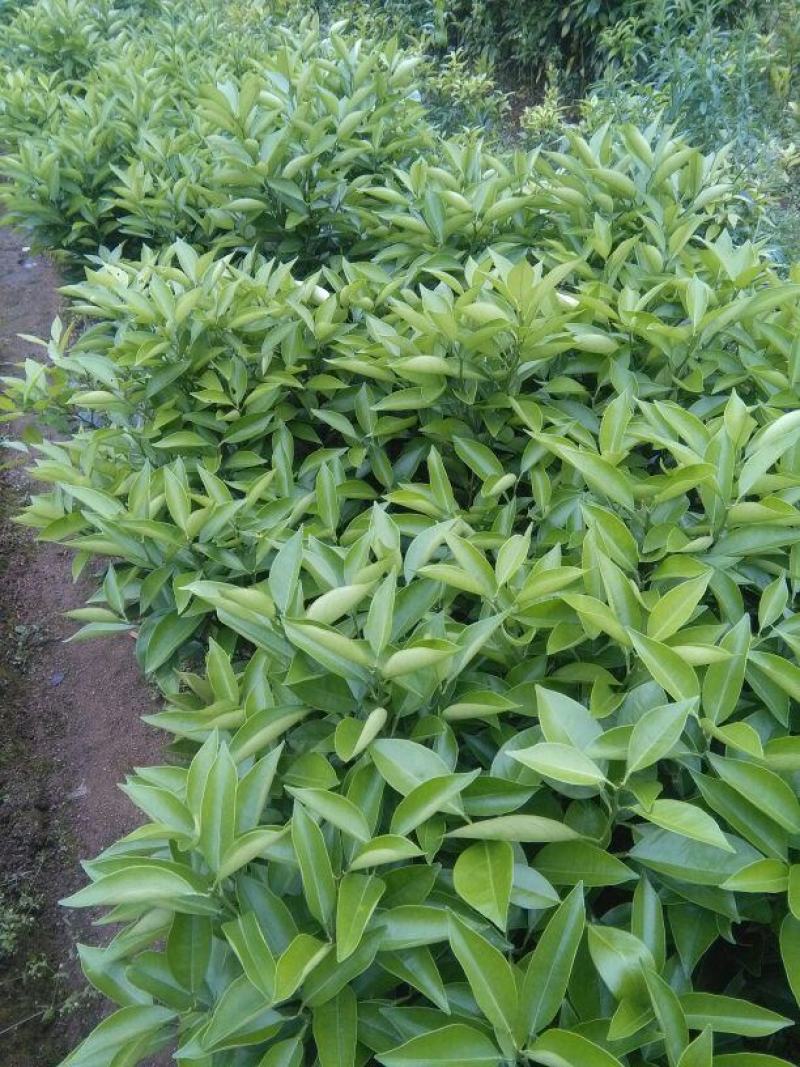 沃柑嫁接苗普通沃柑无籽091嫁接苗正品嫁接