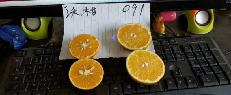 沃柑嫁接苗普通沃柑无籽091嫁接苗正品嫁接