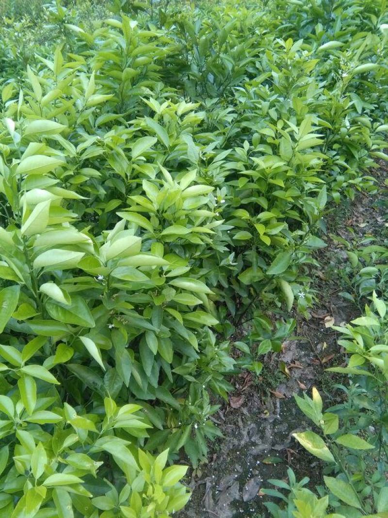 沃柑嫁接苗普通沃柑无籽091嫁接苗正品嫁接