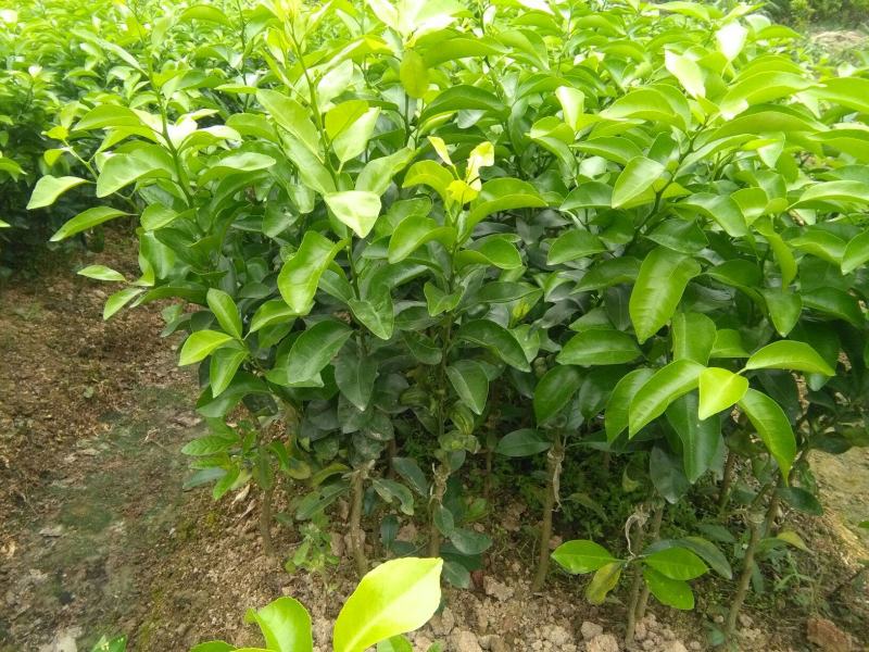 沃柑嫁接苗普通沃柑无籽091嫁接苗正品嫁接