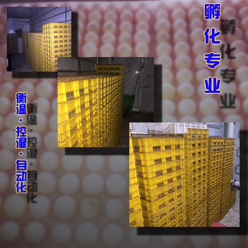外塘甲鱼活体1只包邮老鳖王八水鱼现抓发货可代发招代理