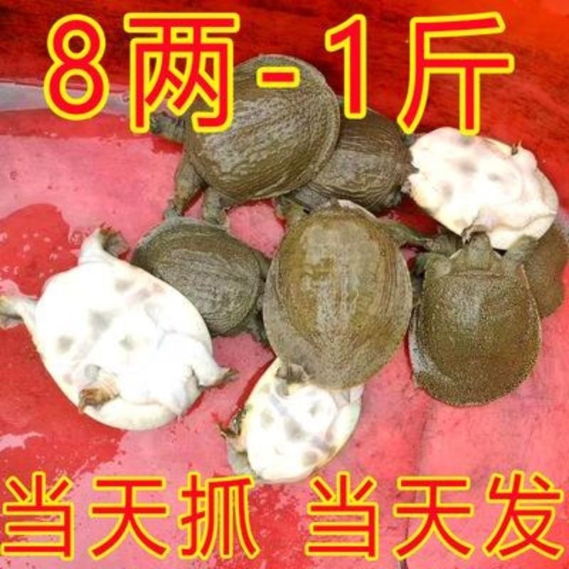 外塘甲鱼活体1只包邮老鳖王八水鱼现抓发货可代发招代理
