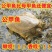 外塘甲鱼活体1只包邮老鳖王八水鱼现抓发货可代发招代理