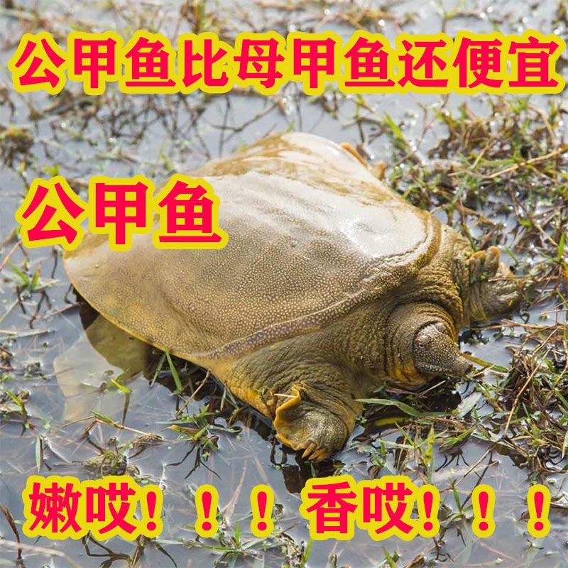 外塘甲鱼活体1只包邮老鳖王八水鱼现抓发货可代发招代理