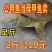 外塘甲鱼活体1只包邮老鳖王八水鱼现抓发货可代发招代理