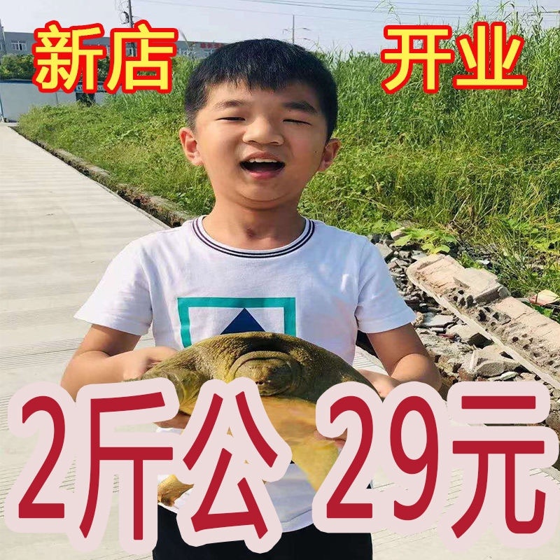 外塘甲鱼活体1只包邮老鳖王八水鱼现抓发货可代发招代理