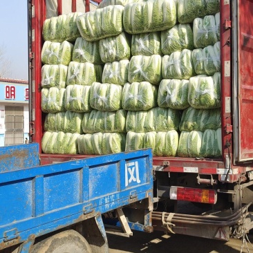 山东大白菜肥城大白菜北京三号白菜大量供应，全国发货