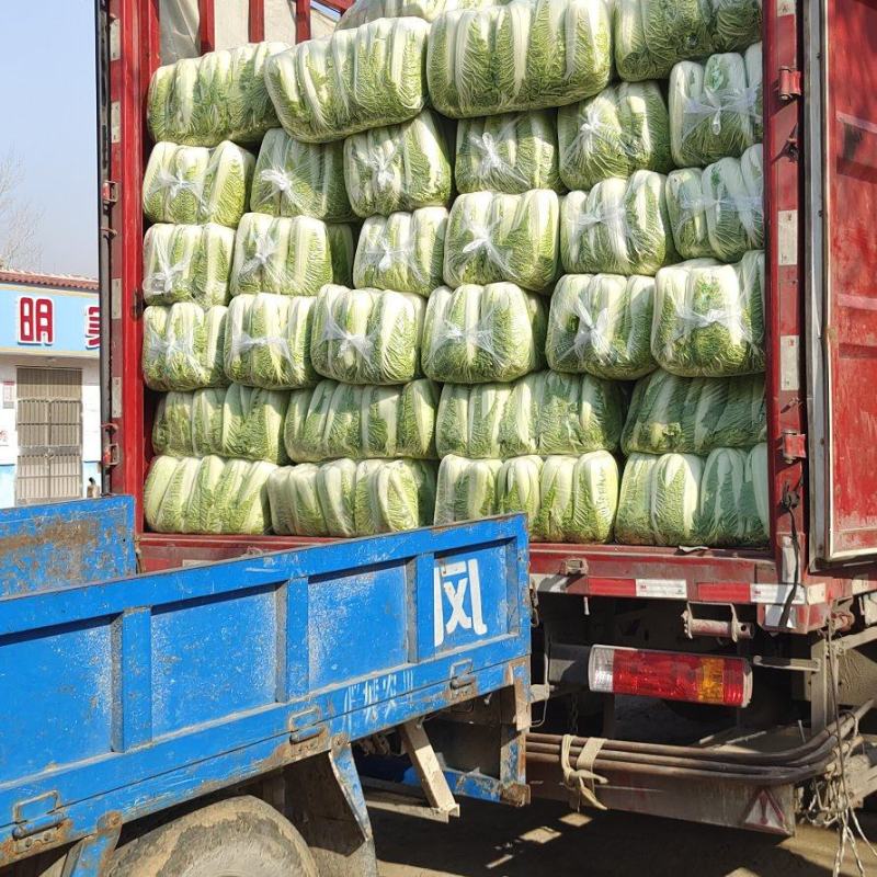 山东大白菜肥城大白菜北京三号白菜大量供应，全国发货
