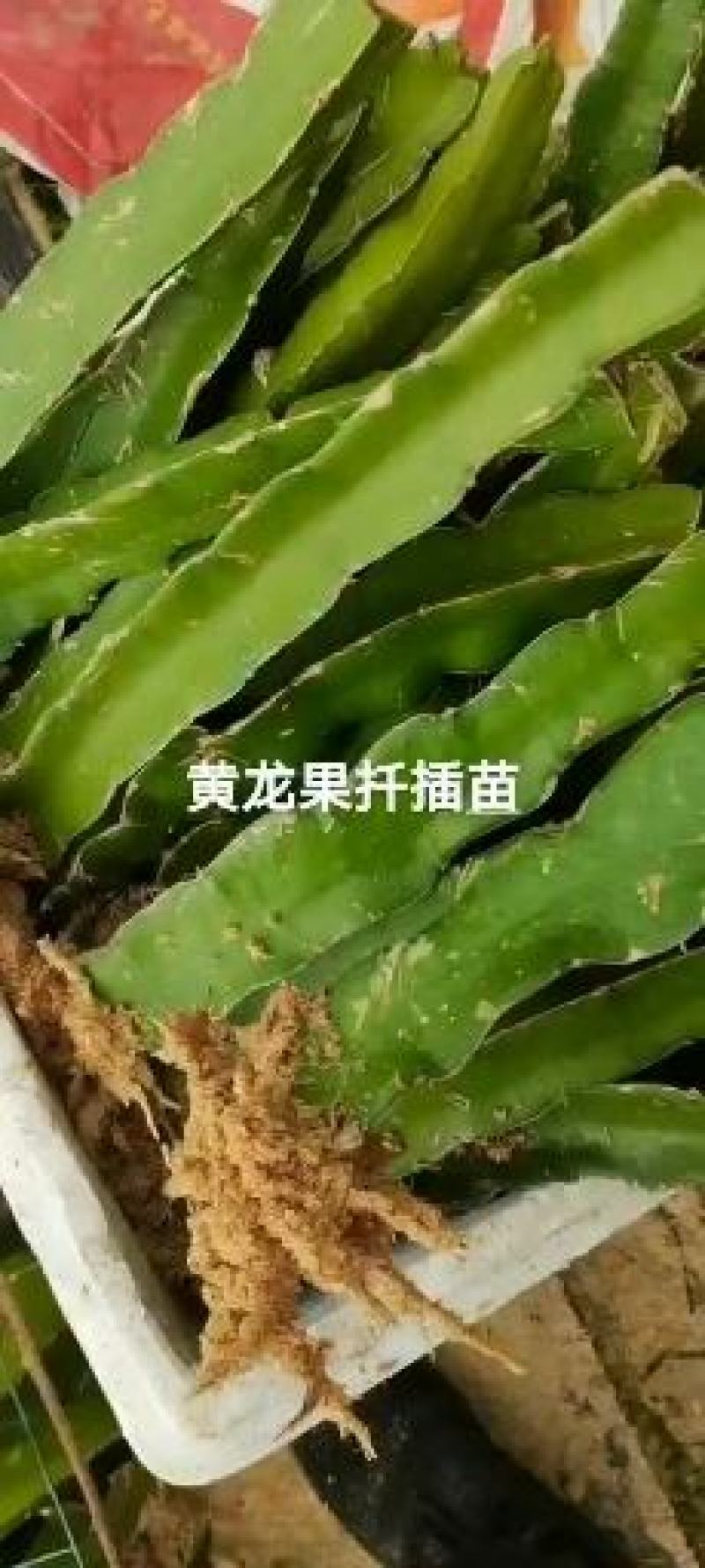 黄龙果火龙果扦插苗嫁接苗黄皮白肉