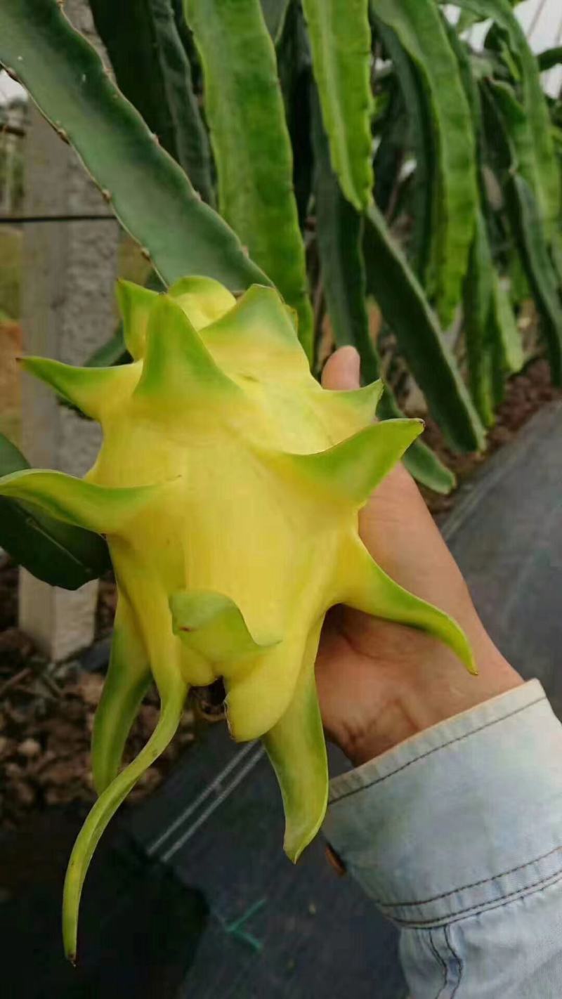 黄龙果火龙果扦插苗嫁接苗黄皮白肉