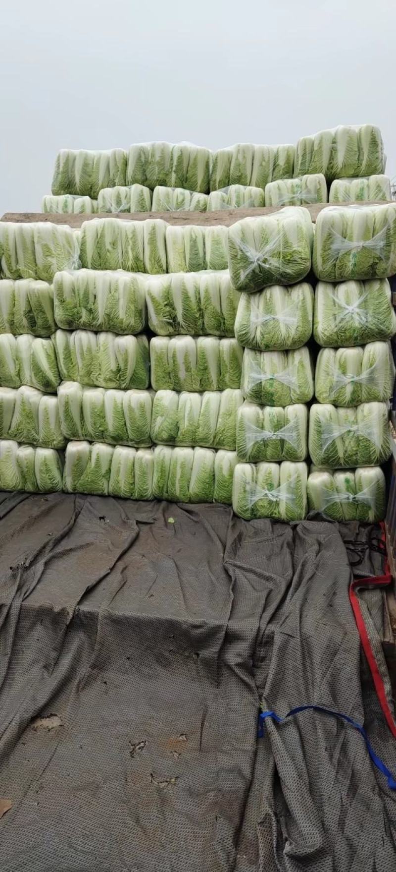 山东大白菜肥城大白菜北京三号白菜大量供应，全国发货