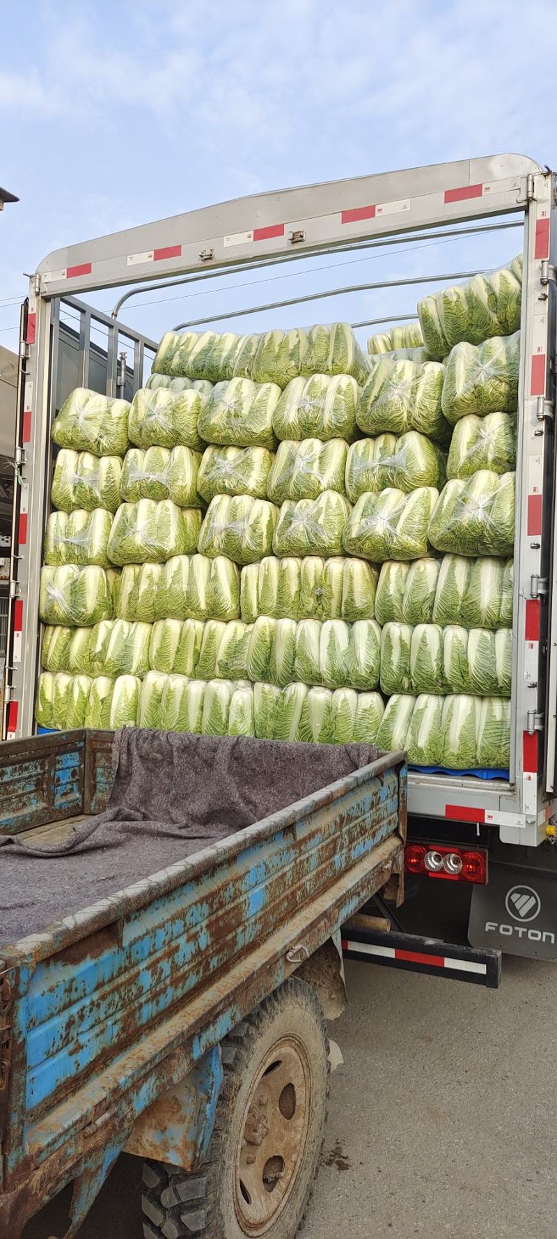 山东大白菜肥城大白菜北京三号白菜大量供应，全国发货