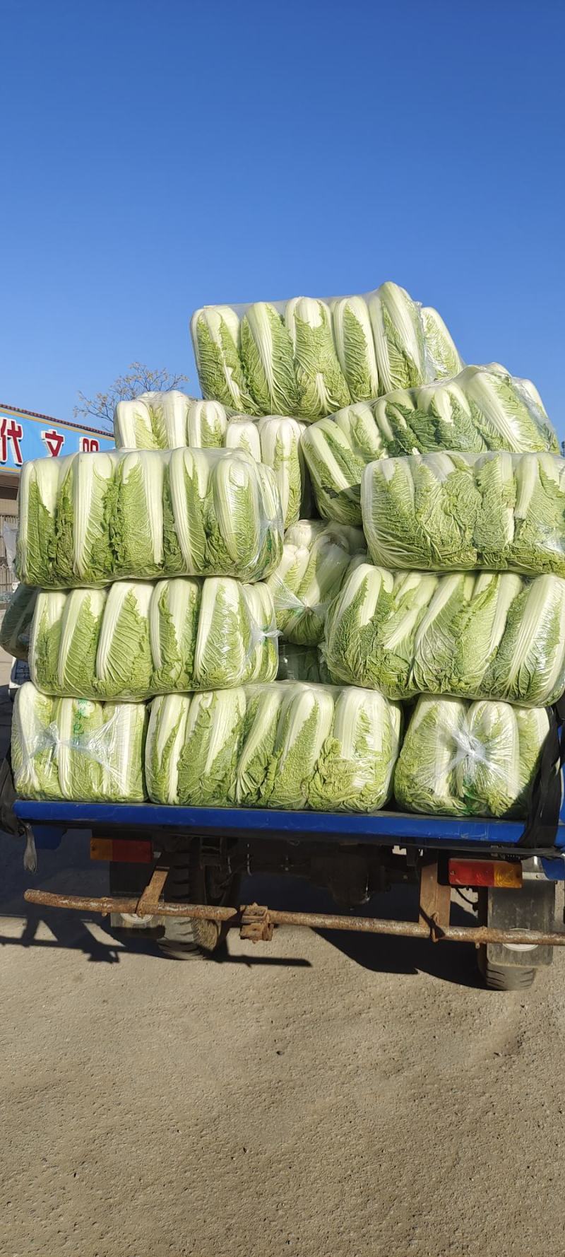 山东大白菜肥城大白菜北京三号白菜大量供应，全国发货