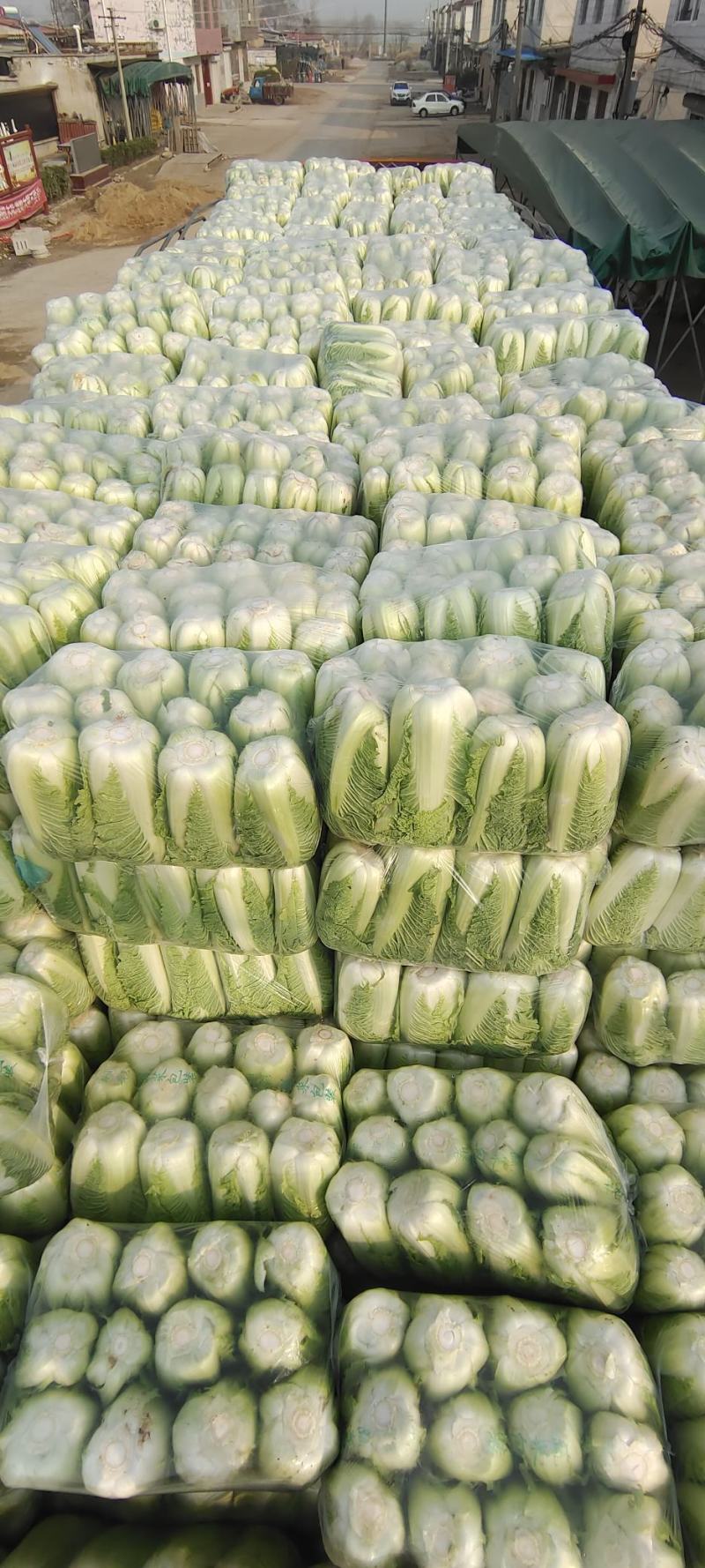 山东大白菜肥城大白菜北京三号白菜大量供应，全国发货