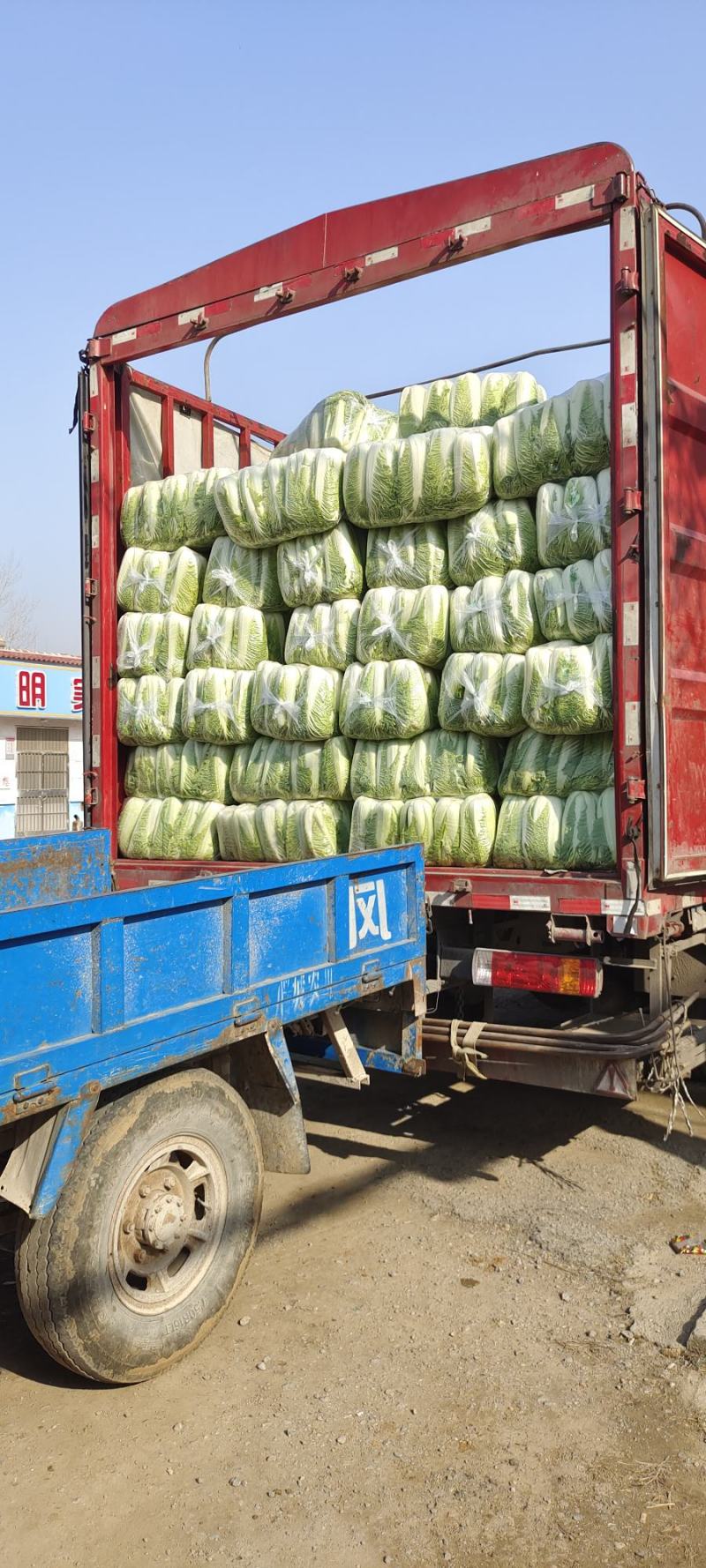 山东大白菜肥城大白菜北京三号白菜大量供应，全国发货