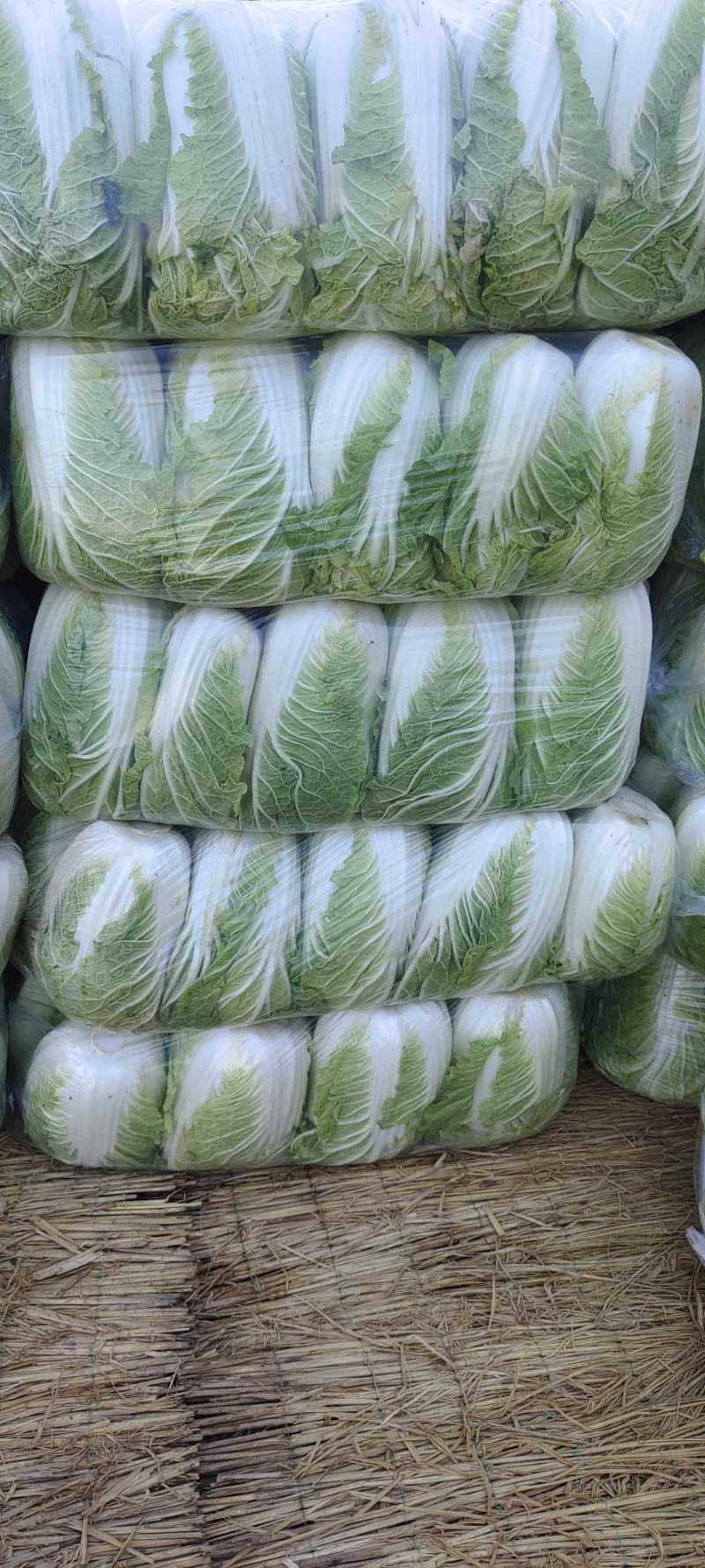 山东大白菜肥城大白菜北京三号白菜大量供应，全国发货
