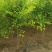 5-8公分美植袋金叶榆5000棵自家苗圃
