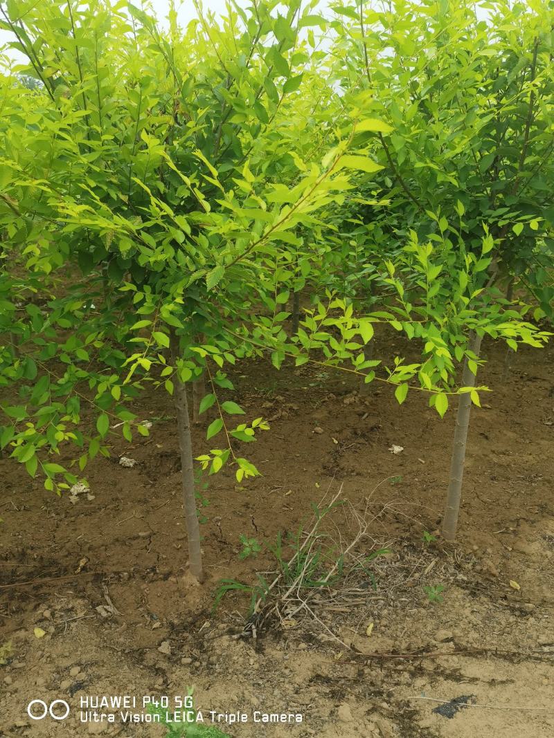 5-8公分美植袋金叶榆5000棵自家苗圃