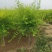 5-8公分美植袋金叶榆5000棵自家苗圃