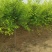 5-8公分美植袋金叶榆5000棵自家苗圃