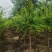 5-8公分美植袋金叶榆5000棵自家苗圃