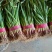【牛商优选】红根蒜苗每年十月以后大量上市