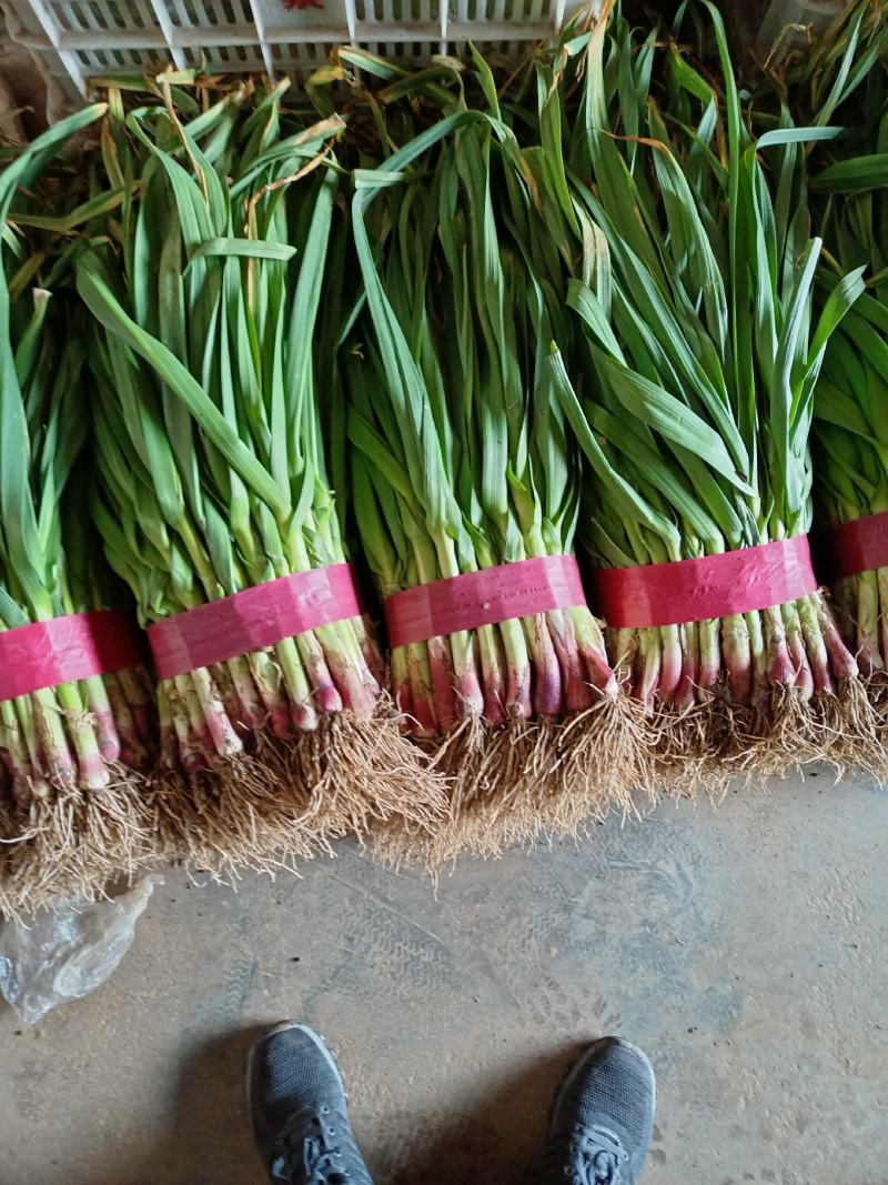【牛商优选】红根蒜苗每年十月以后大量上市