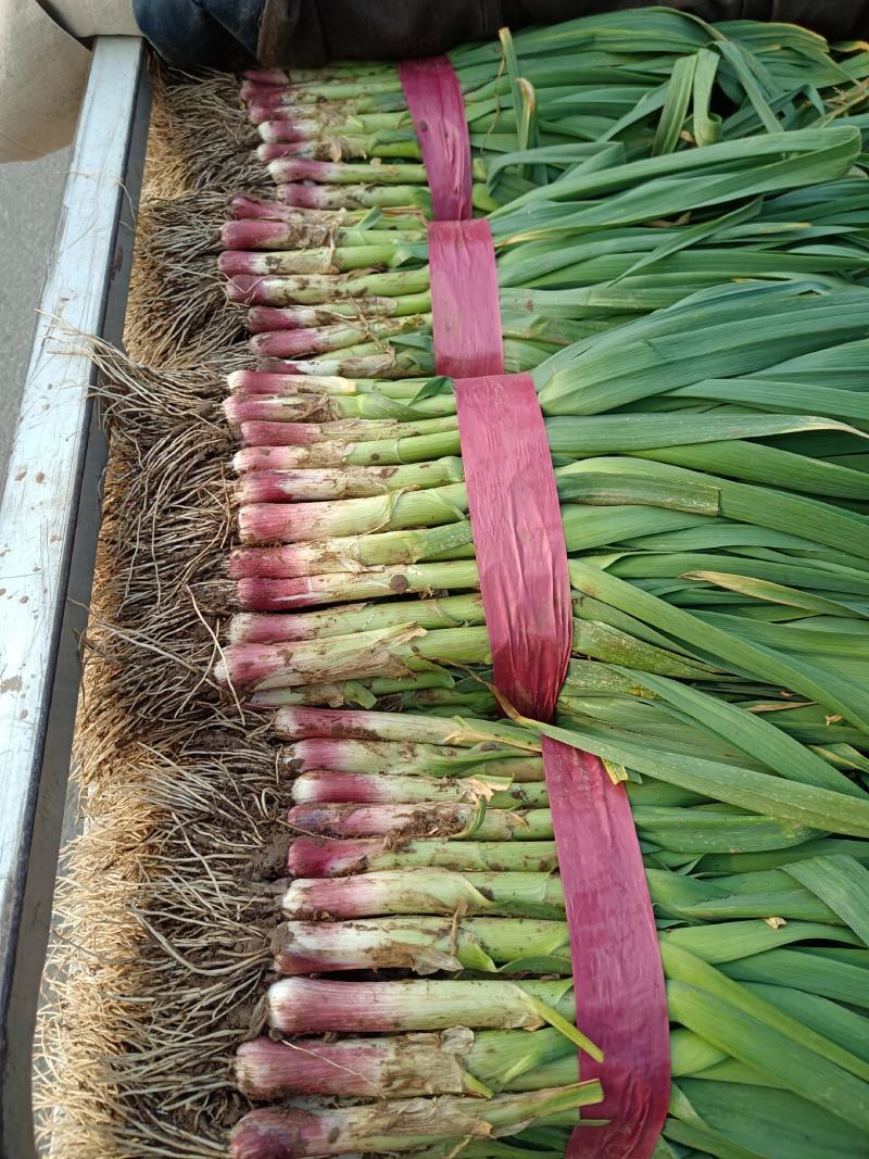 【牛商优选】红根蒜苗每年十月以后大量上市