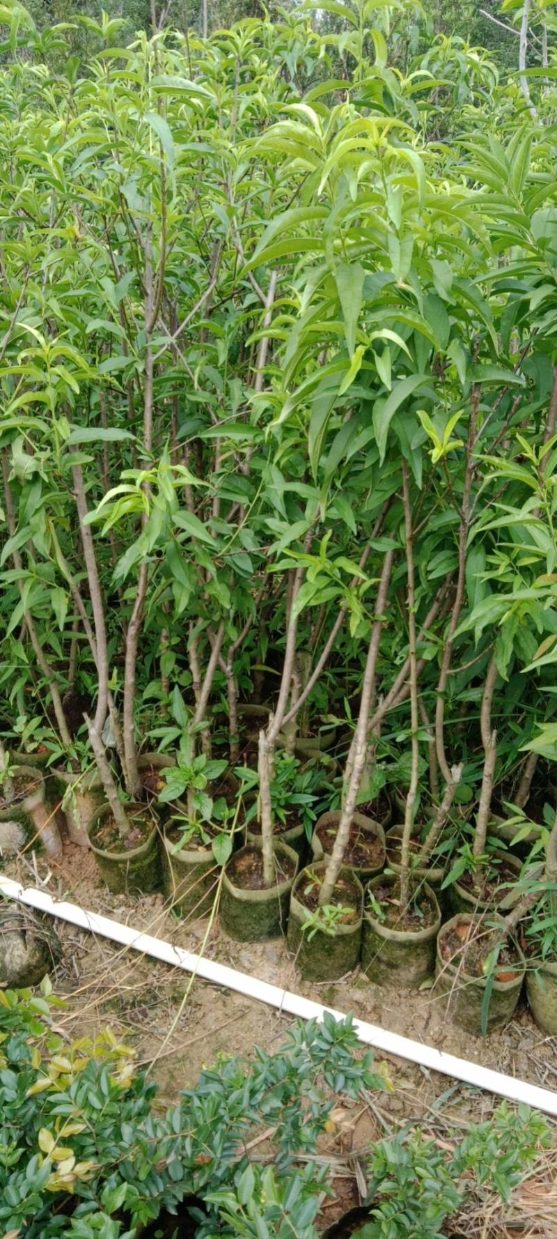 云南大红石榴苗大果肉厚汁多好看又好吃