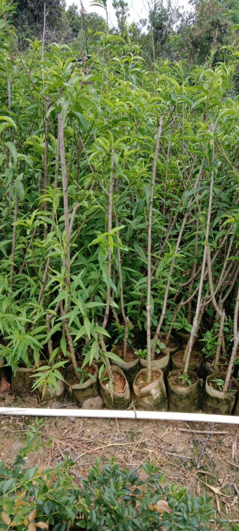云南大红石榴苗大果肉厚汁多好看又好吃