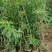 云南大红石榴苗大果肉厚汁多好看又好吃