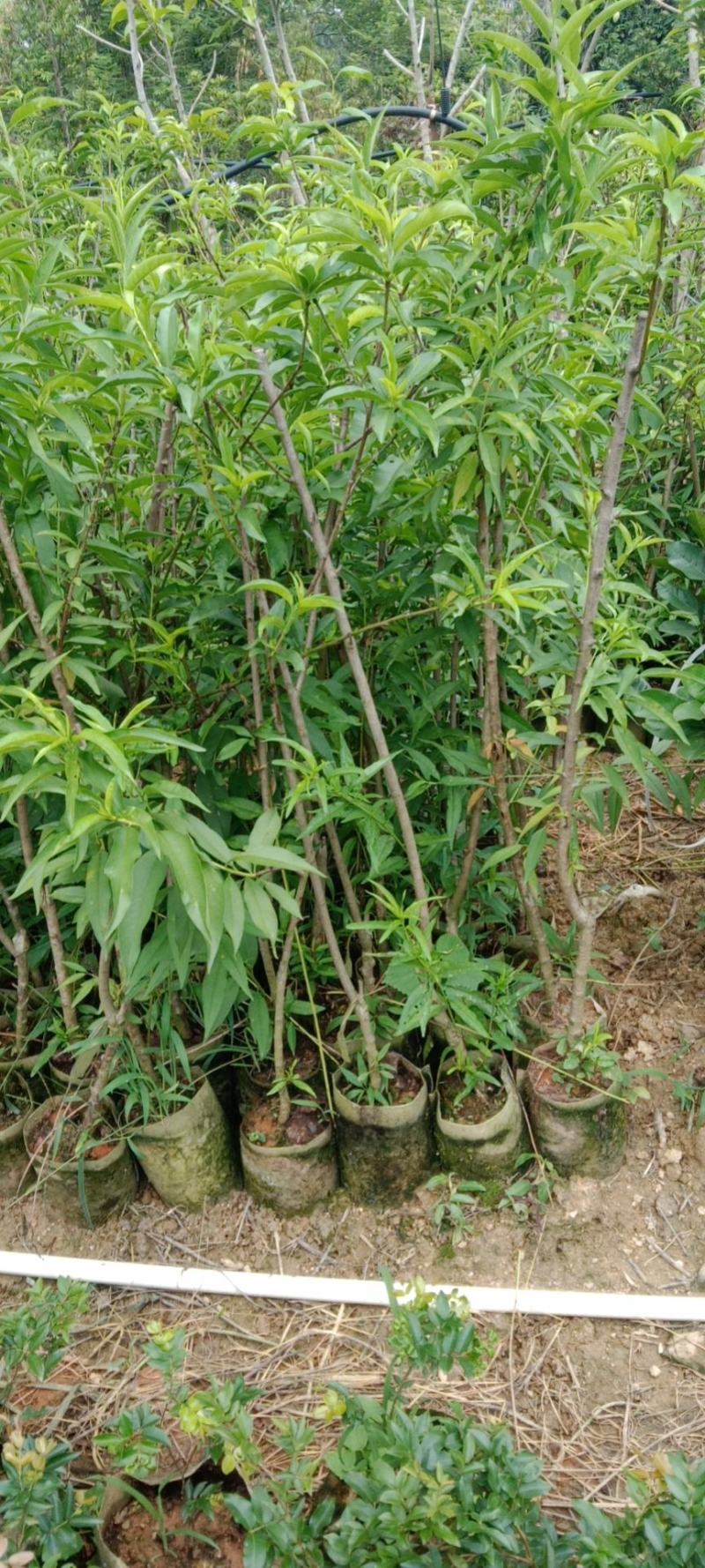 云南大红石榴苗大果肉厚汁多好看又好吃