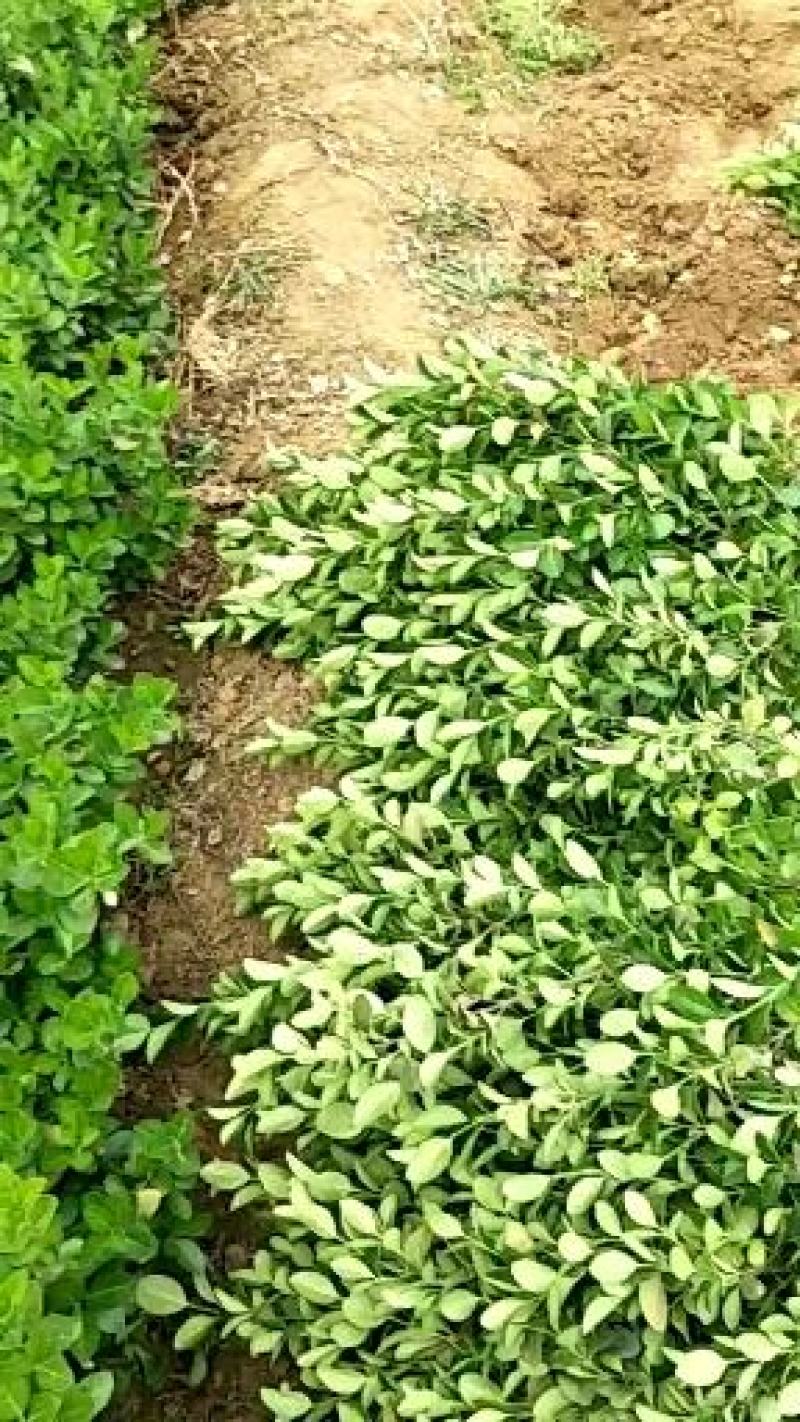 基地直销直立卫毛数量大爬行卫矛需要的联系。