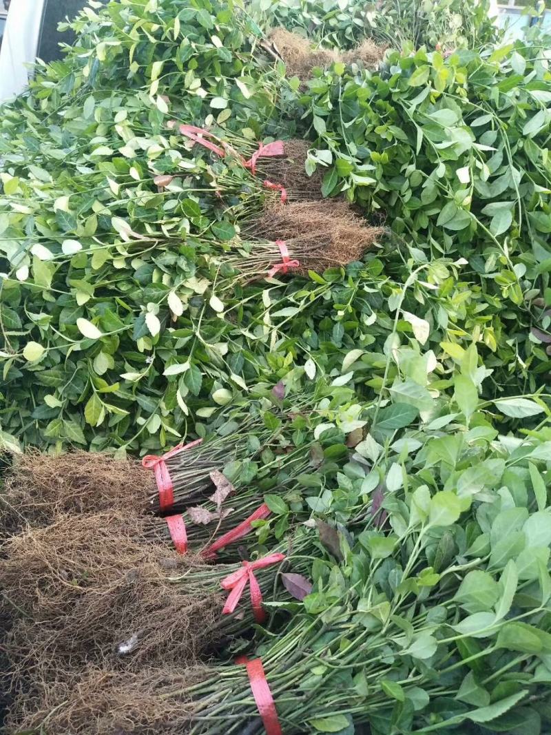 基地直销直立卫毛数量大爬行卫矛需要的联系。