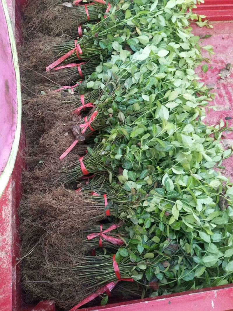 基地直销直立卫毛数量大爬行卫矛需要的联系。