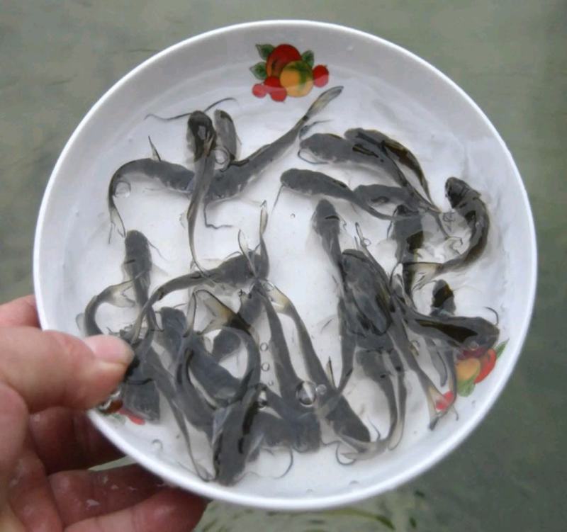 重庆叉尾鮰鱼苗及成品鱼鮰鱼渔场直发批发包运输包成活
